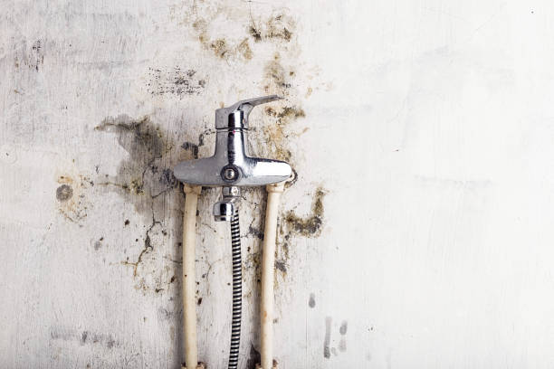 Best Local Mold Removal Service  in Alcoa, TN