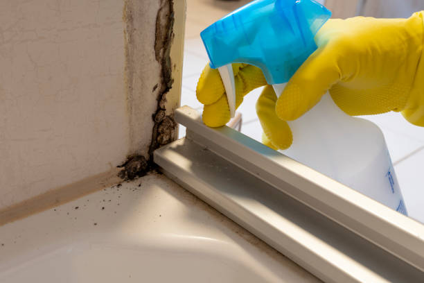 Best Residential Mold Removal  in Alcoa, TN
