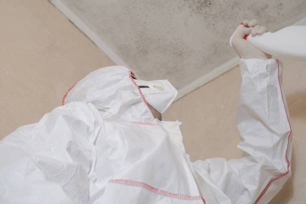 Professional Mold Removal in Alcoa, TN