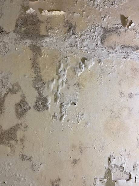 Best Attic Mold Removal  in Alcoa, TN