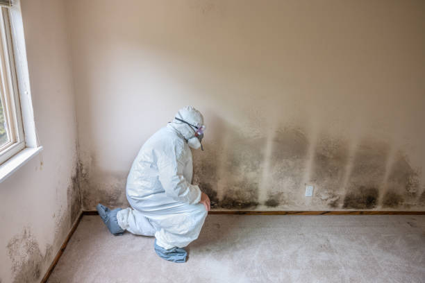 Best Toxic Mold Removal  in Alcoa, TN