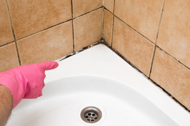 Professional Mold Removal in Alcoa, TN